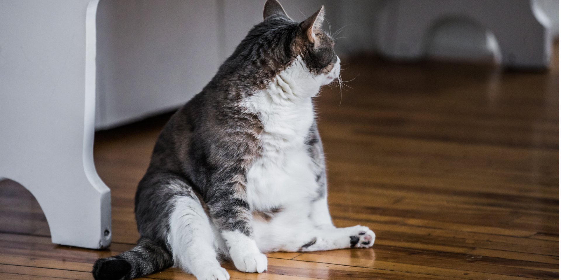 Как правильно кормить кошку — новое исследование / NV