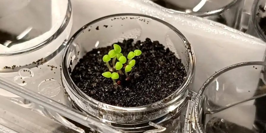 Nicotiana benthamiana в субстраті, що імітує місячний реголіт (Фото: Yitong Xia, et al.)