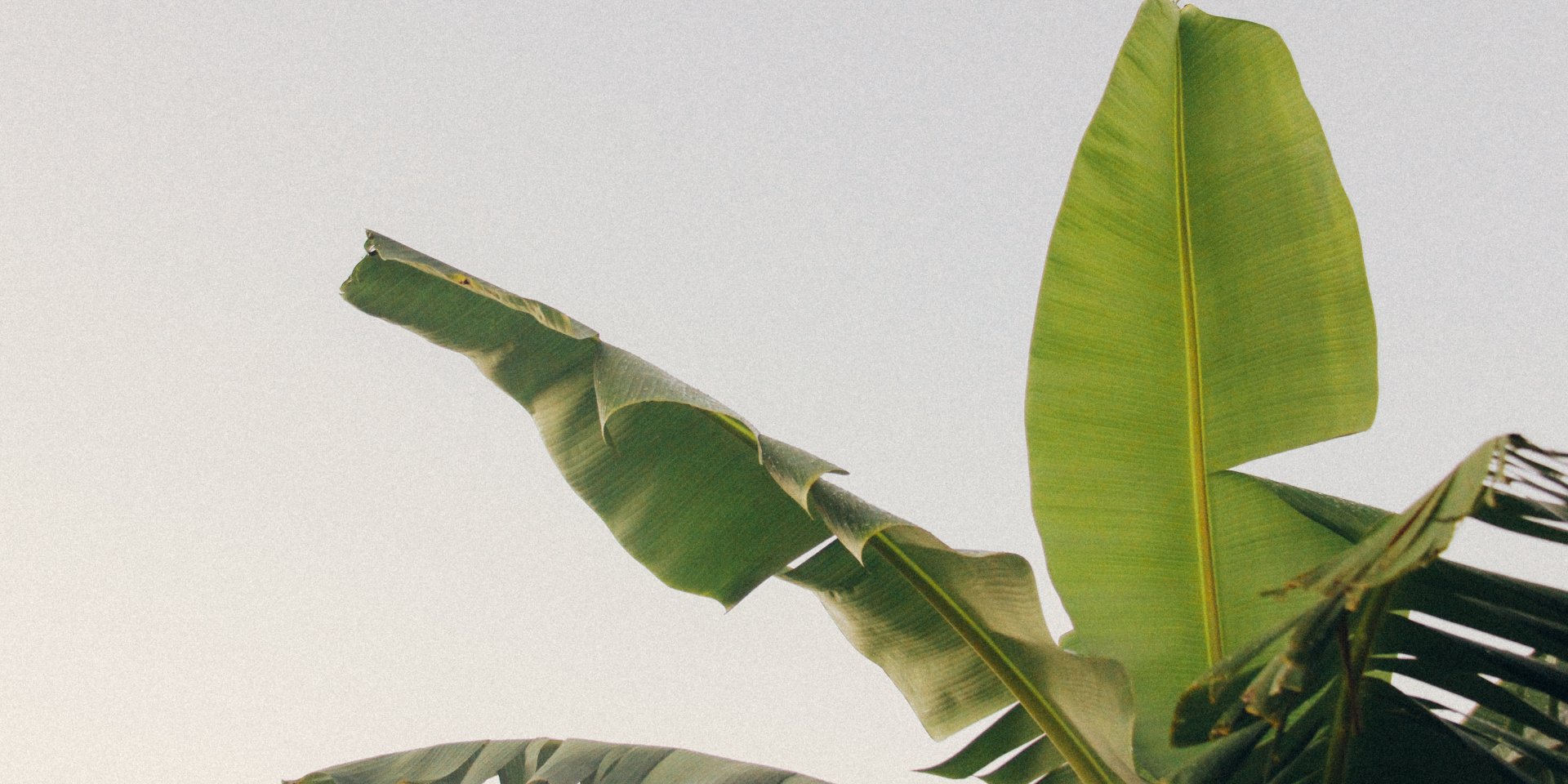 Селяни вважають бананове дерево особливим через квітку (Фото: Studio Kealaula/Unsplash)