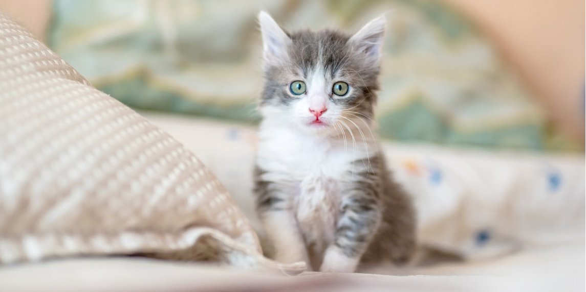 Кошеня врятували (Фото: Kote Puerto/unsplash)