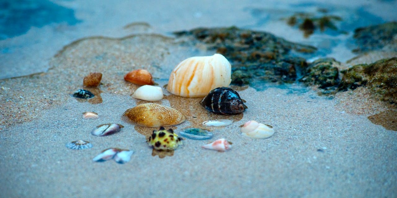 У деяких молюсків є ген довголіття (Фото: pexels)