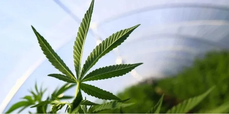 Medical cannabis legalized in Ukraine (Photo: REUTERS/Matias Baglietto)