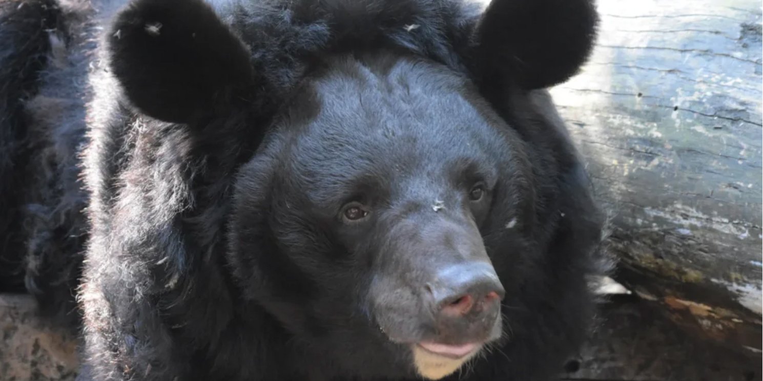 Медведь Ямполь переехал в Шотландию (Фото: Five Sisters Zoo)