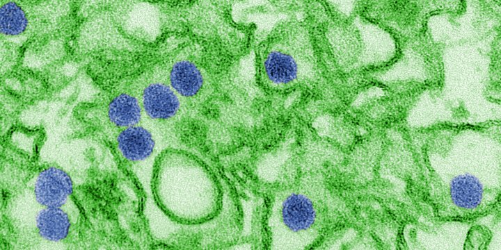 Вирус Зика показал впечатляющие результаты на мышах (Фото: CDC/ Cynthia Goldsmith)