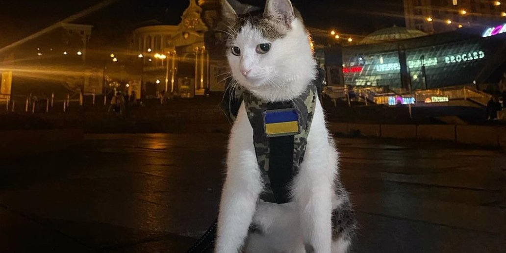 Украинские коты войны (Фото: Instagram shaybaboy)