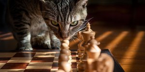 Існує кілька кумедних способів зрозуміти, наскільки розумний ваш кіт (Фото:pixabay)