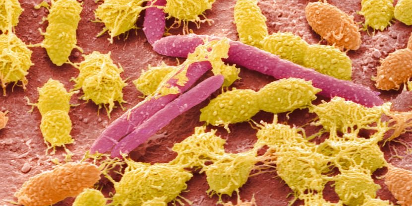 Сканирующая электронная микрофотография образца микробиома человека (Фото: Science Photo Library/Canva)