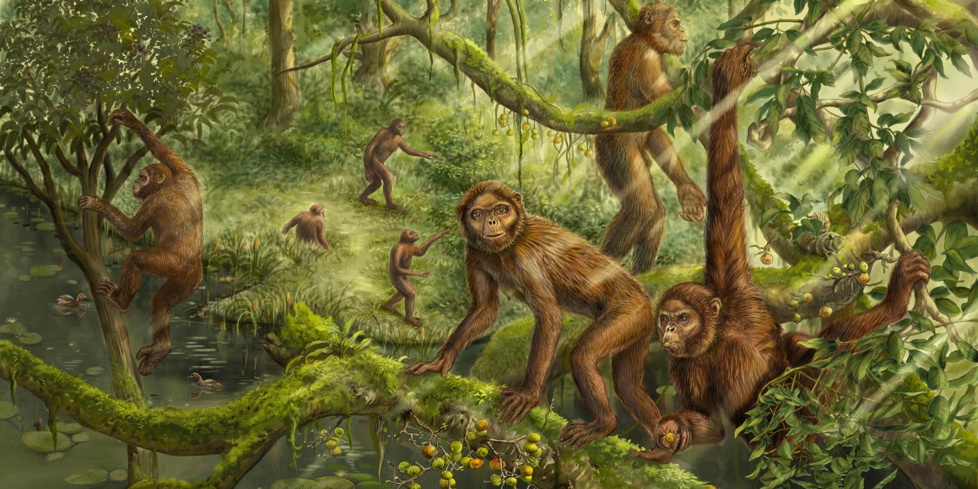 Реконструкція локомоторної поведінки та палеосередовища Lufengpithecus (Фото: Сіцзюн Ні з Інституту палеонтології та палеоантропології хребетних Китайської академії наук)
