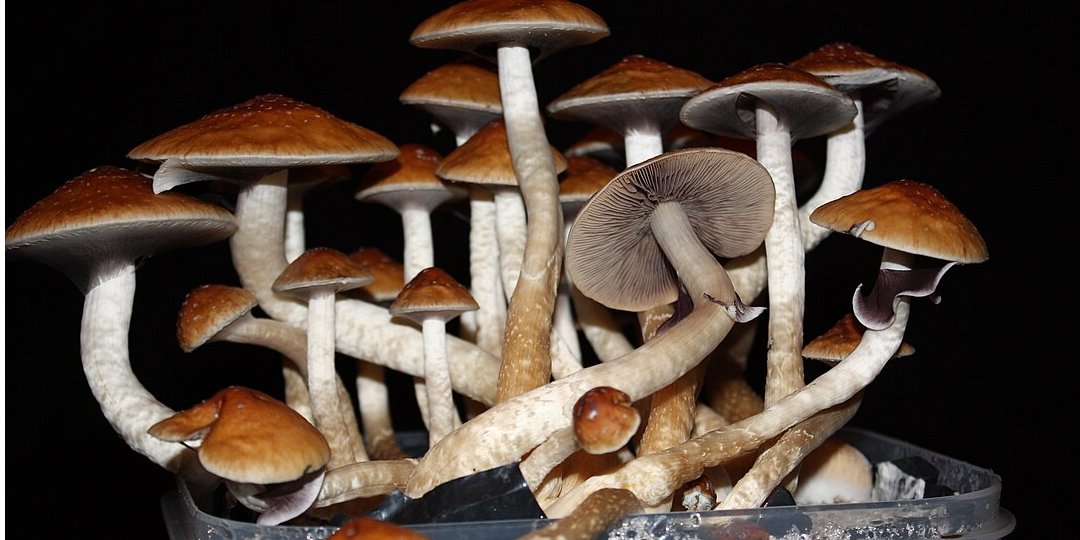 Псилоцибин, как и ЛСД, положительно влияет на сексуальную функцию человека (Фото: Mädi)