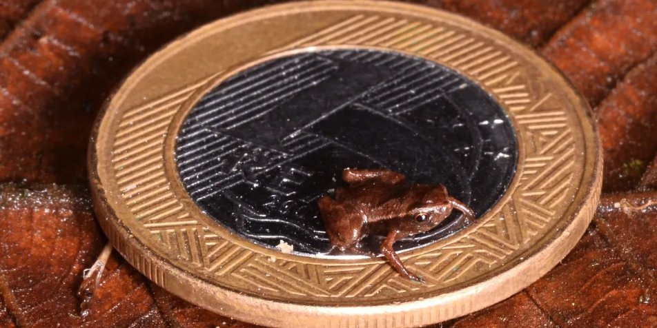 Brachycephalus pulex имеет длину тела всего несколько миллиметров (Фото: Renato Gaiga)