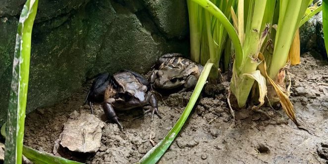 Горная куриная лягушка является чрезвычайно редким животным (Фото: London Zoo)