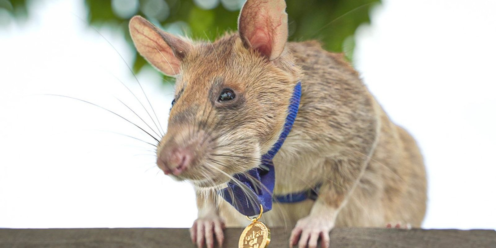 Rat Mahava found 71 anti-personnel mines and 38 unexploded ordnance during five years of work in Cambodia (Photo: APOPO)