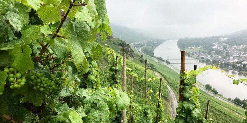 Виноградники винодельни Wittmann (Фото: facebook/Weingut Wittmann)