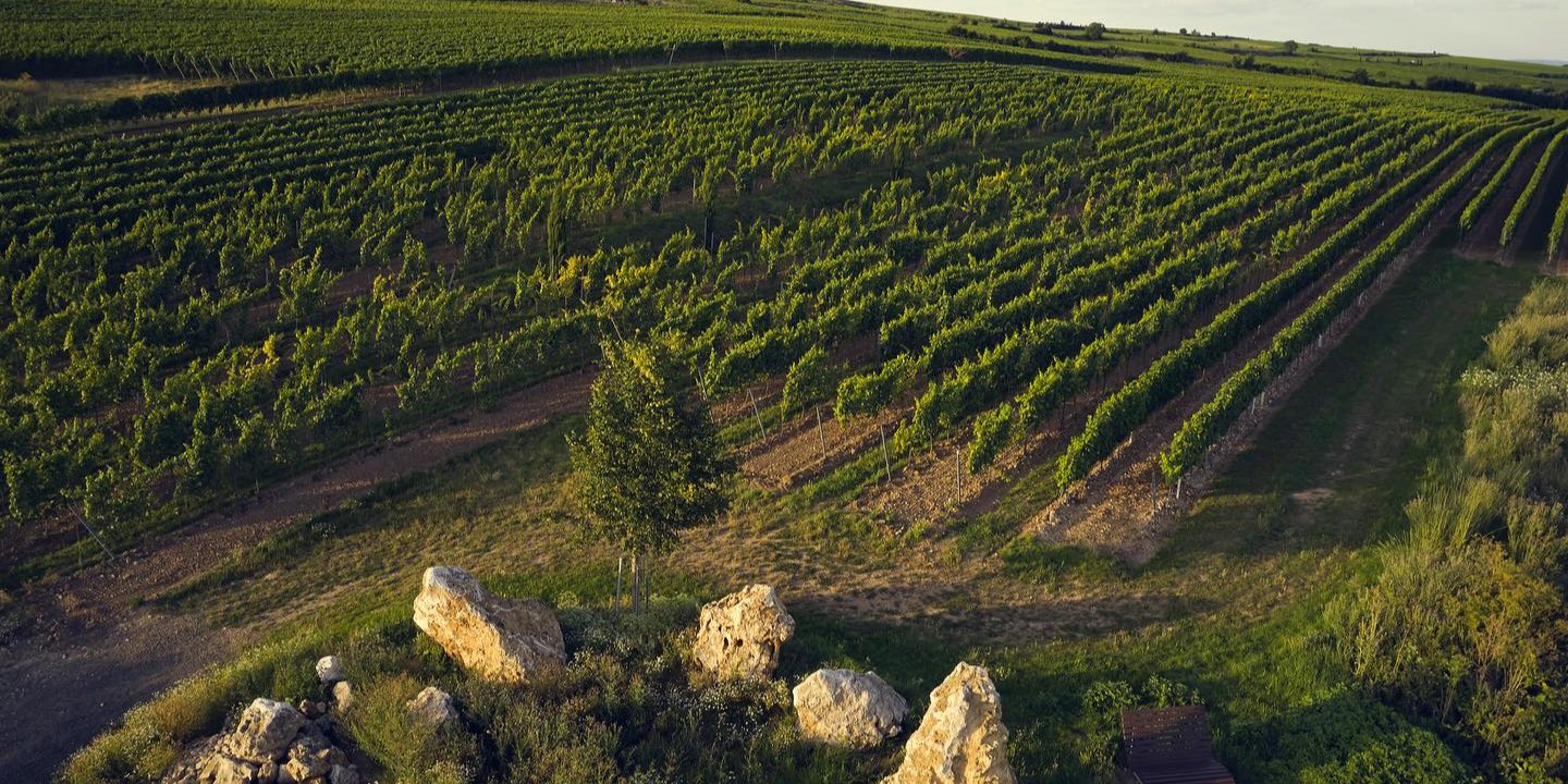 Виноградники виноробні Wittmann (Фото: facebook/Weingut Wittmann)