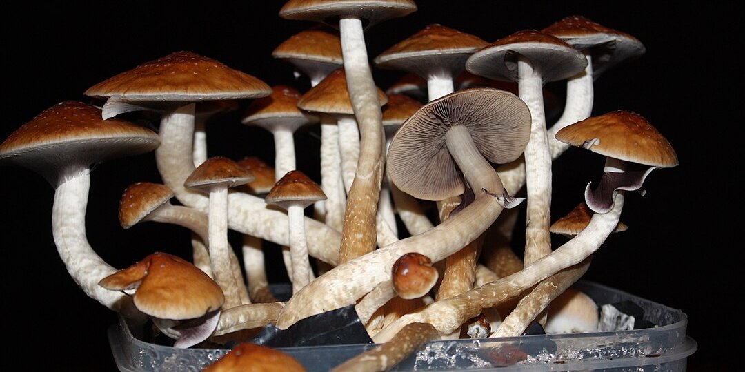 Лечение псилоцибином уменьшило проявления депрессии (Фото: Mädi)