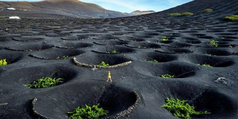 Виноградники в вулканических кратерах на Канарских островах (Фото: Turismo de Islas Canarias)