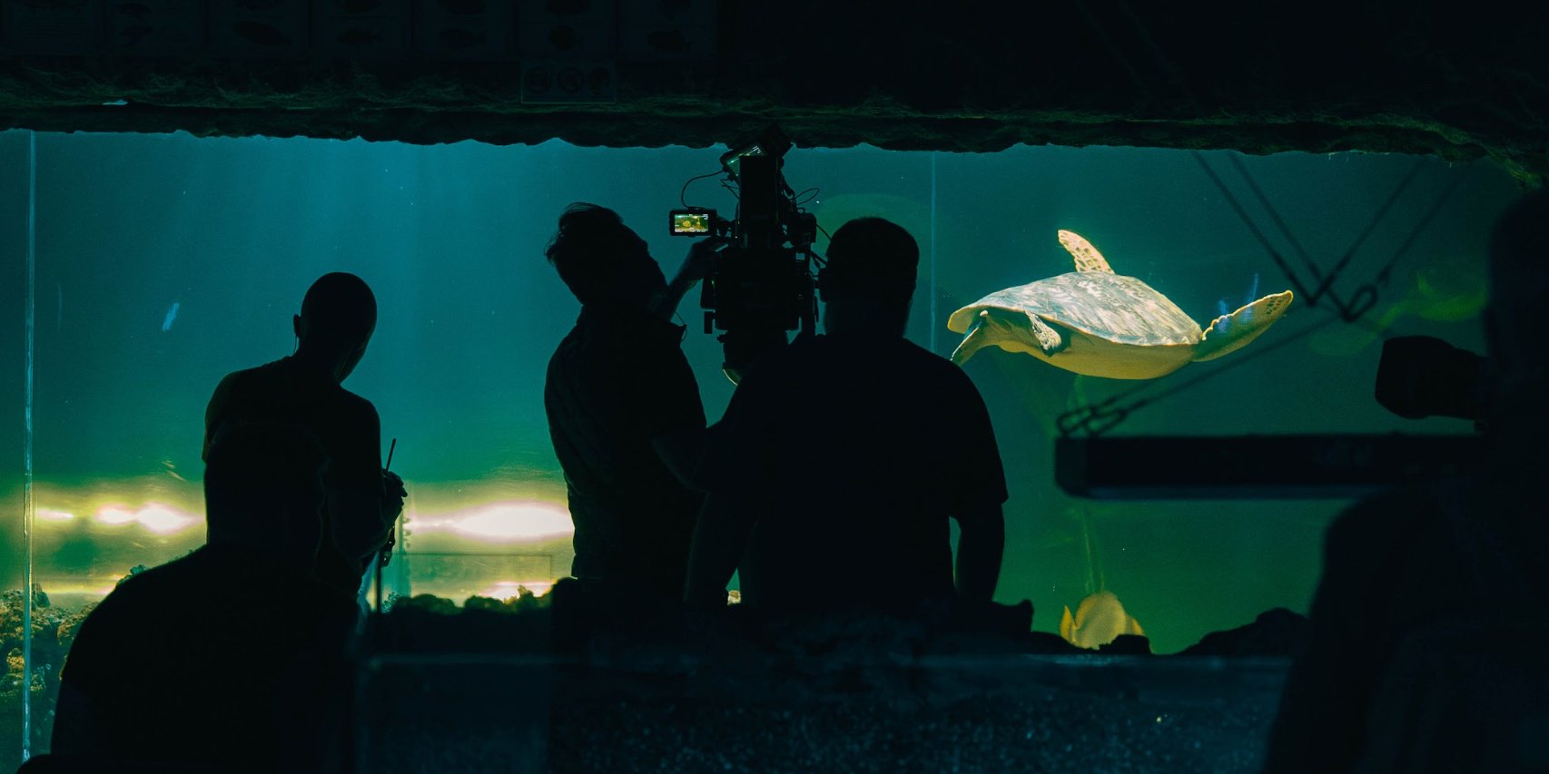 Кіноальманах Війна очима тварин (Фото: SOTA Cinema Group)