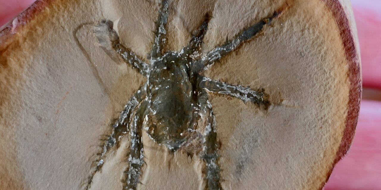 Ископаемый акантопод Douglassarachne имел колючие ноги (Фото: Пол Селден)