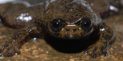 Эта лягушка полагается на кислород, который поступает через кожу (Фото: David Bickford)