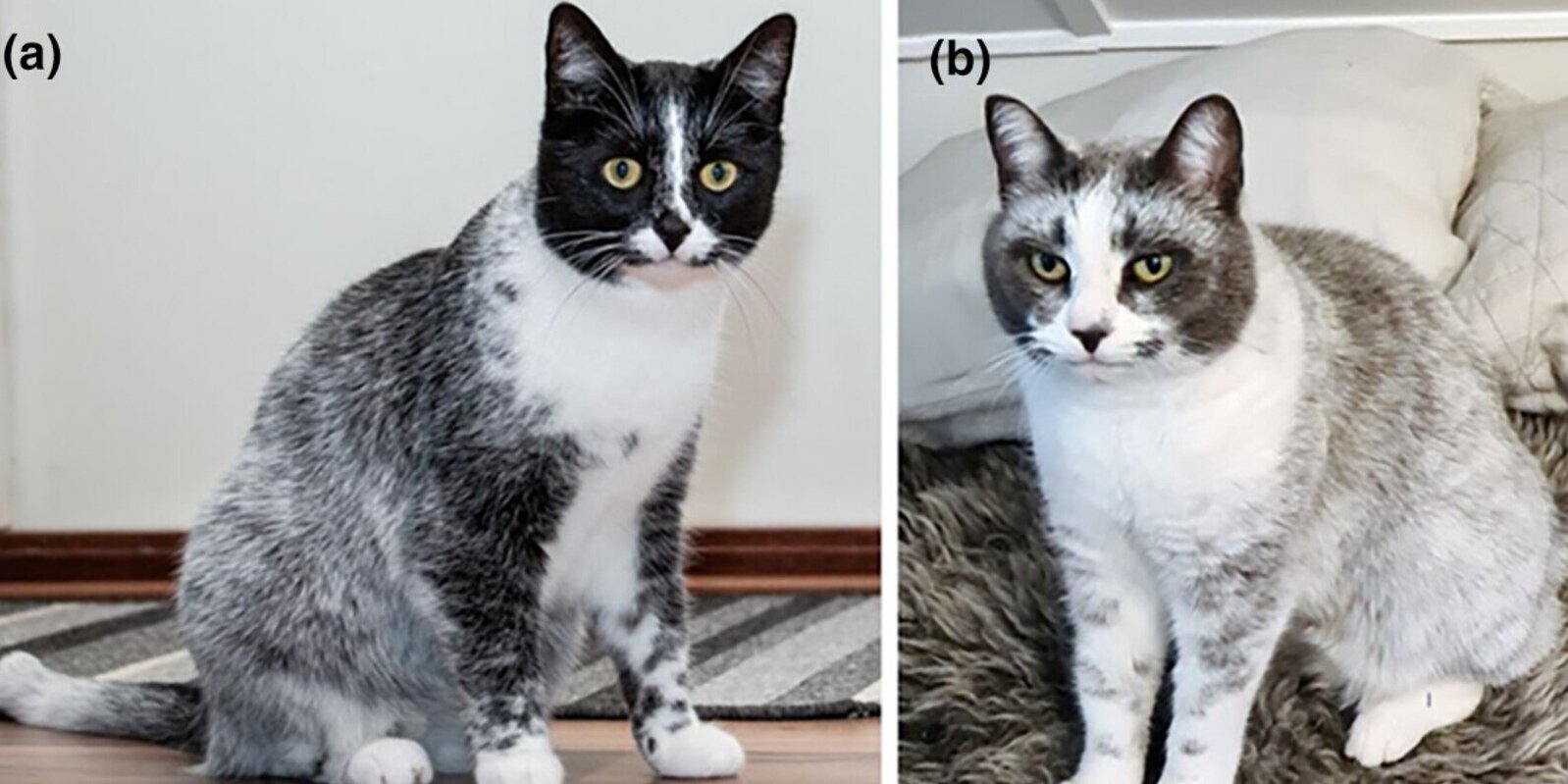 Кошки окраса сальмиак (Фото: Animal Genetics)