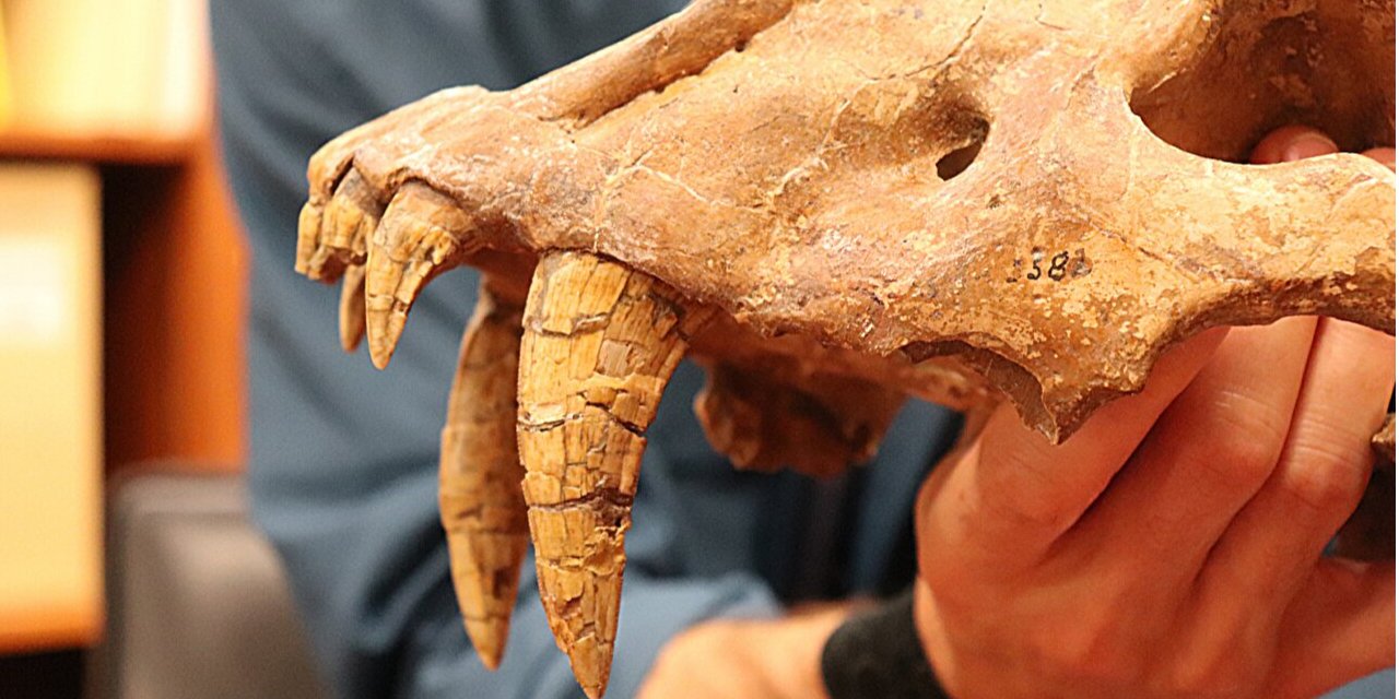Череп саблезубого кота Homotherium (Фото: Техасский университет в Остине)