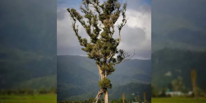 Северная рата (Metrosiderosrobusta) (Фото: Гарет Эндрюс)