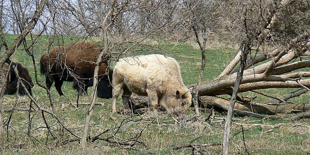 Народження білого бізона — рідкісне явище/ілюстративне фото (Фото: MONGO)