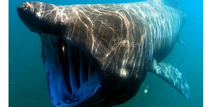 Гигантская акула — редкий гость на европейских пляжах (Фото: Greg Skomal / NOAA Fisheries Service)