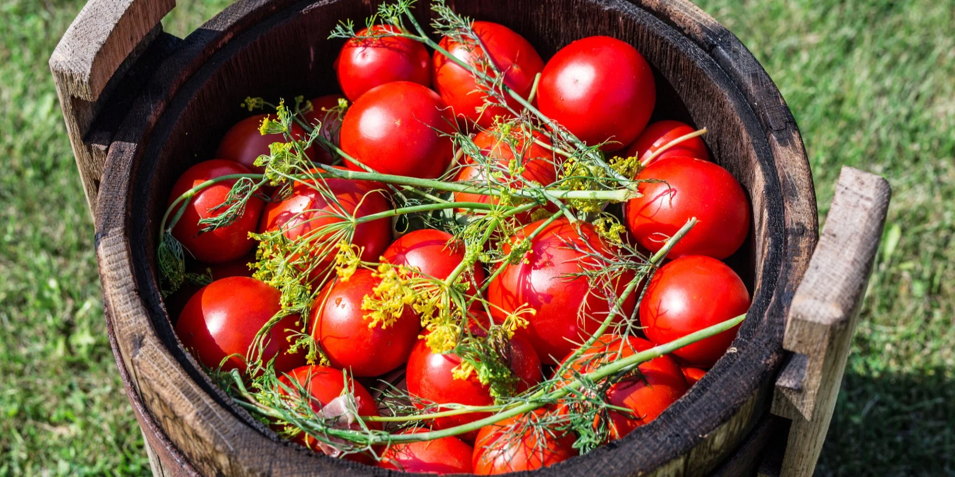 Квашеные помидоры 