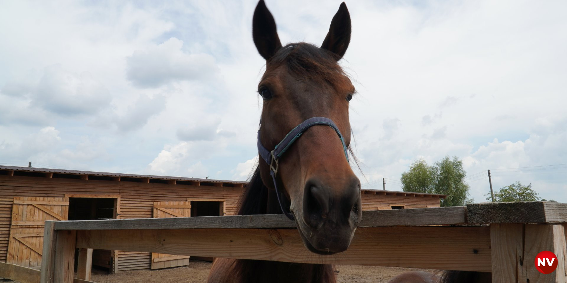 Кобила Квета, мешканка ранчо Horse Paradise (Фото: NV)