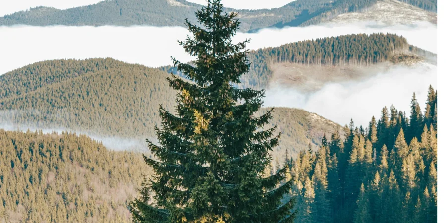 Українські Карпати. Українські Карпати. Ілюстративне фото (Фото:pexels.com/Daniel Eliashevsky)