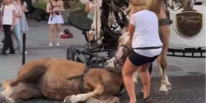 У Львові коня, який впав і з трудом підвівся, змусили везти карету (Фото: @скріншот/Kristina Maschakevych/Instagram)