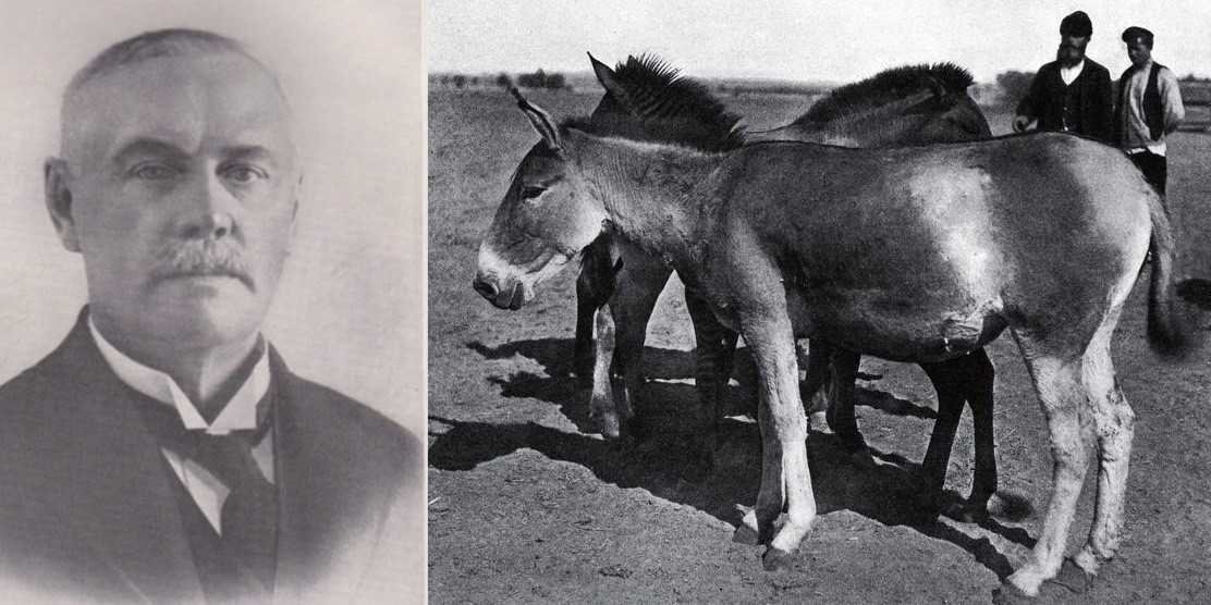 Слева — барон Фридрих Фальц-Фейн. Справа — гемион, завезенный в Асканию-Новую (Украина) Фридрихом фон Фальц-Фейном от торговца животными из Бийска (Сибирь), 1901 года (Фото: DR)