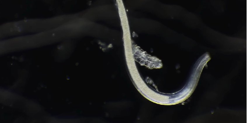 Это видео заняло пятое место в конкурсе Nikon Small World in Motion Video Competition (Фото: Скриншот из видео microhobbyist / Instagram)