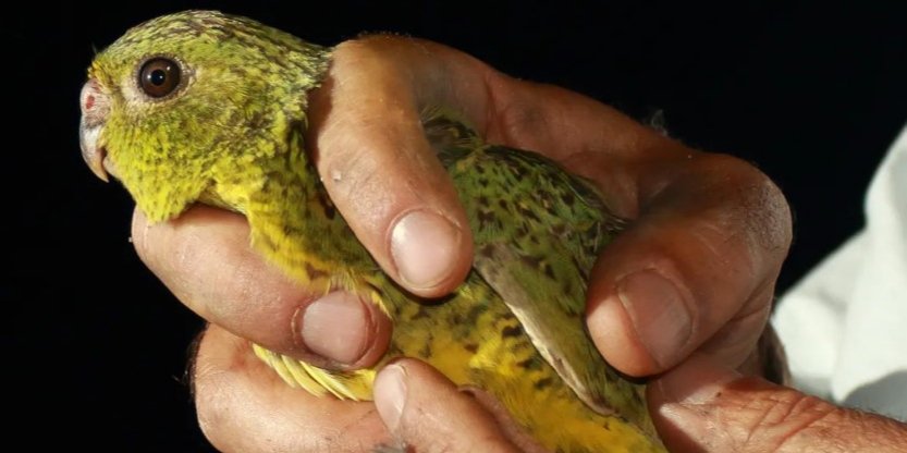 Живу популяцію нічних папуг, яка зникла понад століття тому, було виявлено в Австралії (Фото: Рейчел Мерфі)