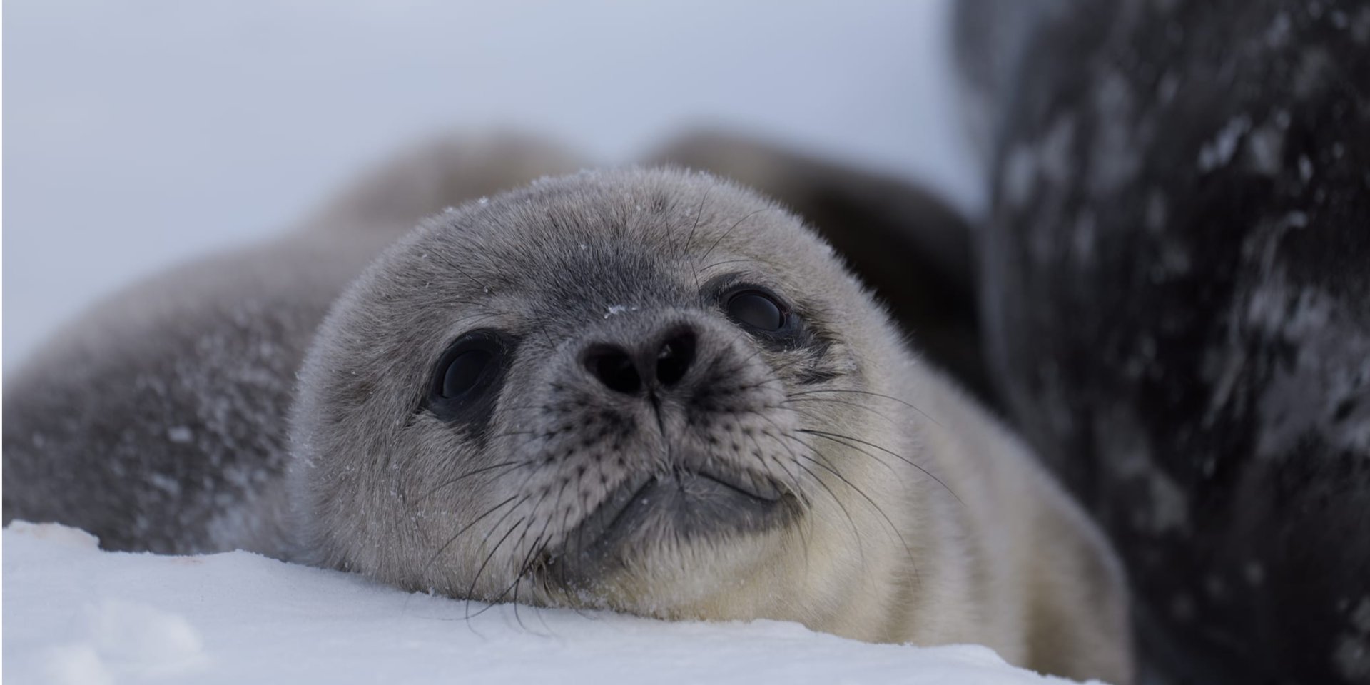 Тюленя SeaBaby (Фото: НАНЦ/Facebook)
