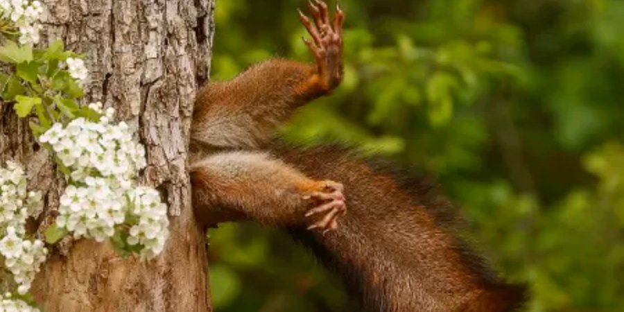 Смешные фото животных (Фото: Nikon Comedy Wildlife)