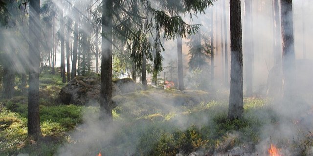 Исследование показало, что лесные пожары стали ключевым фактором, препятствующим поглощению углерода (Фото: pixabay)