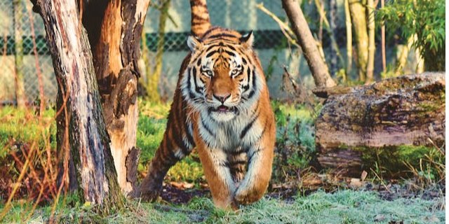 Десятки хищников погибли из-за вирусной болезни (Фото: pexels)