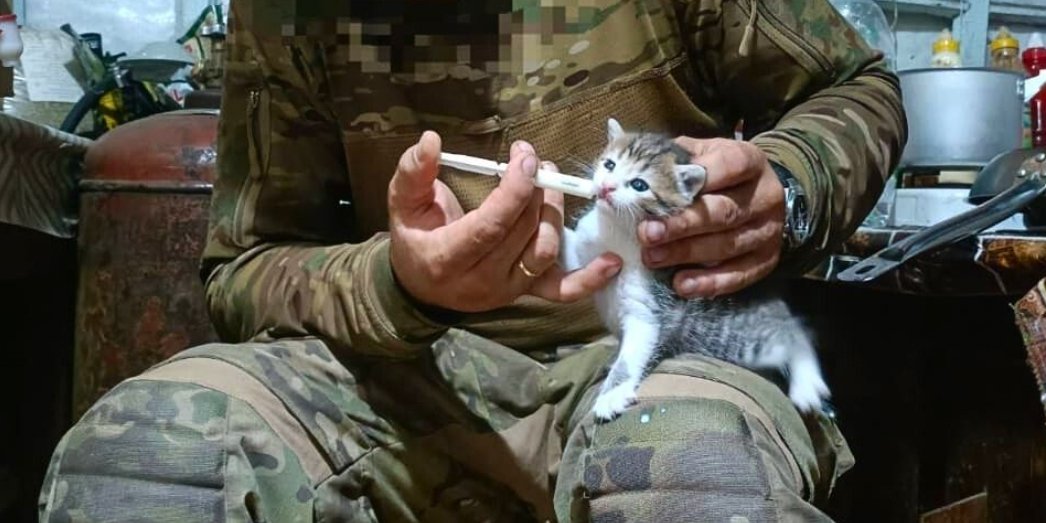 Котят выкормили и отправили в столицу (Фото: 20-й Отдельный батальон специального назначения ОПБр)
