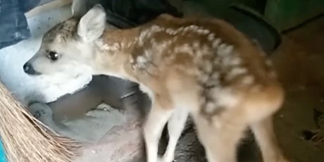 Спасенная из-под обстрелов косуля Пискля (Фото: Facebook Фельдман Экопарк)
