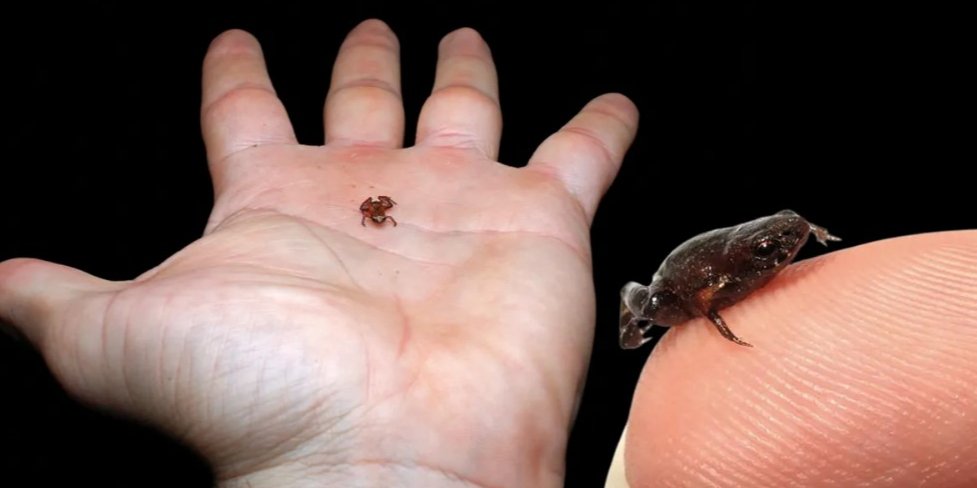 Недавно открытый вид жаб (Фото: Lucas Machado Botelho/Projeto Dacnis and Toldeo et al., Zoological Science)