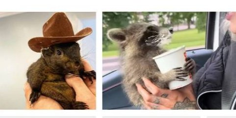 Білка Арахіс і єнот Фред (Фото: NV/@Peanut The Squirrel/iNSTAGRAM/holstprint)