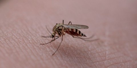 Лихоманка денге — це небезпечне вірусне захворювання, що передається через укуси комарів (Фото: pixabay)