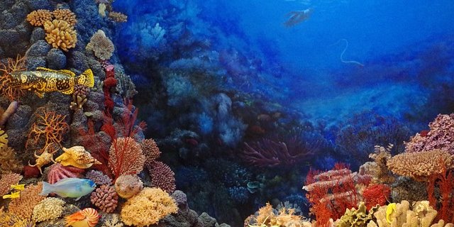 Зміна клімату — основна причина вимирання коралів (Фото: pixabay)