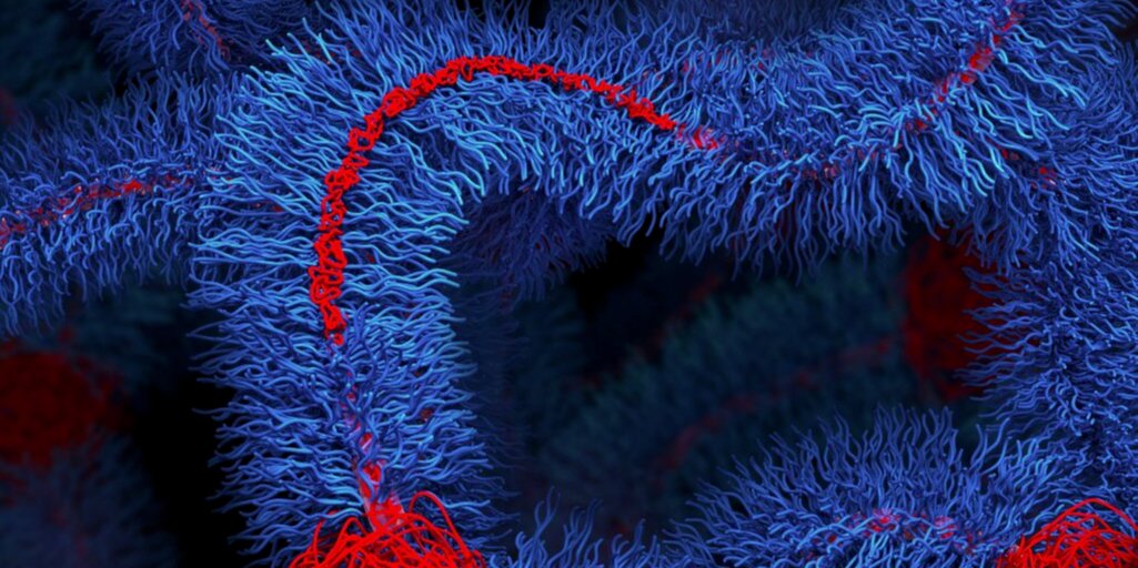 Структура нового полімеру (Фото: Ліхен Кай, Байцян Хуан/Soft Biomatter Lab, University of Virginia School of Engineering and Apple Science)