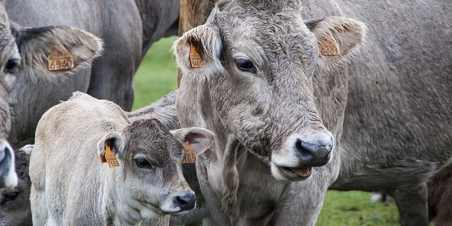 Під час дослідження, проведеного вченими Каліфорнійського університету в Девісі, було встановлено, що добавка з морських водоростей, включена в раціон м’ясної худоби, дала змогу знизити викиди метану майже на 40% (Фото: pixabay)