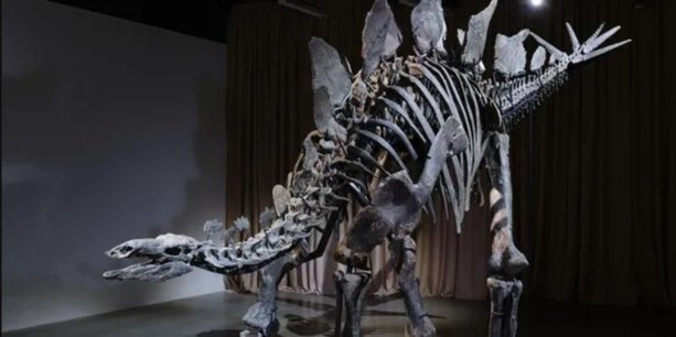 Скелет стегозавра (Фото: Альваро Кединг и Дэниел Ким/© AMNH))