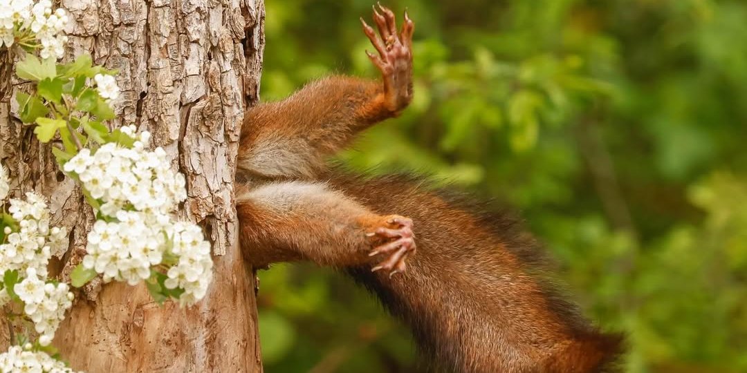 Переможець конкурсу Wildlife Photography Awards 2024 (Фото: @comedywildlifephoto/Instagram)