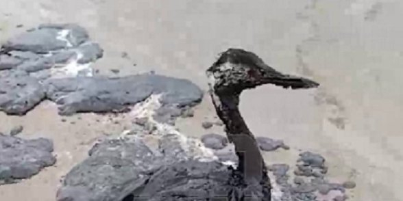 A bird in fuel oil stains on the shore after the Russian tankers accident (Photo: Video screenshot / SHOT / Telegram)
